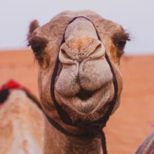 Camel Ride Marrakech Morocco